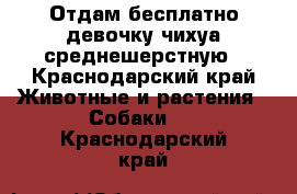 Отдам бесплатно девочку чихуа среднешерстную - Краснодарский край Животные и растения » Собаки   . Краснодарский край